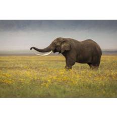 Elephant during safari Poster 30x40 cm