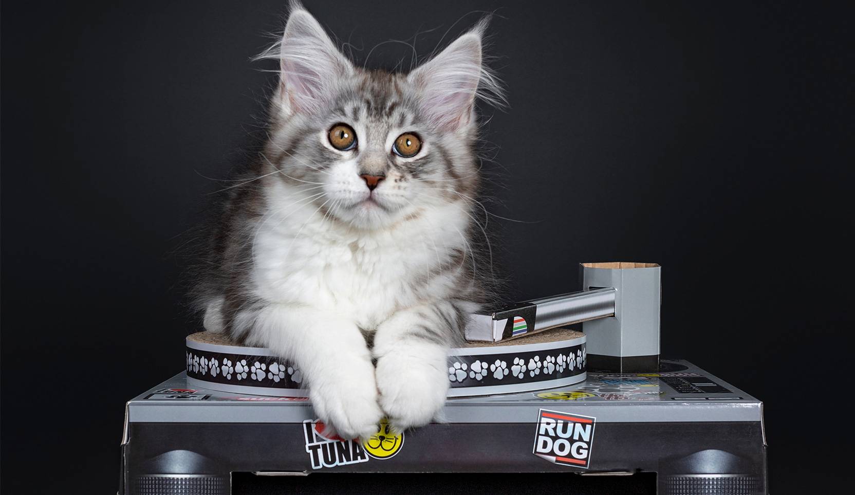 Forkæl din kat – produkterne du ikke vidste fandtes