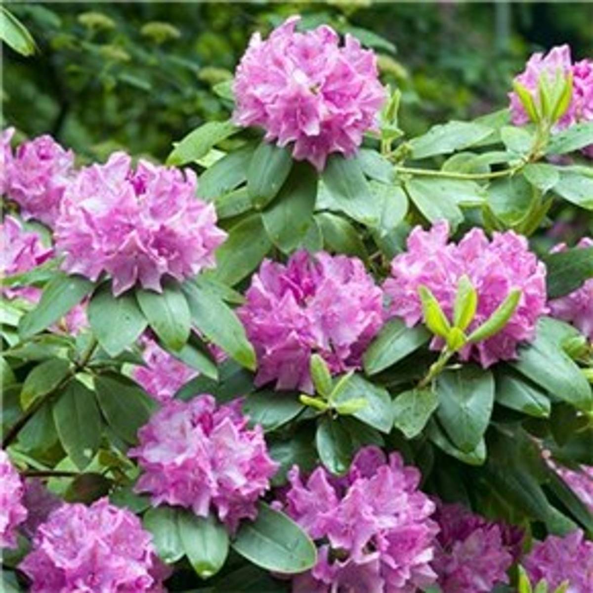 Rhododendron • Find billigste pris hos PriceRunner og spar penge nu »