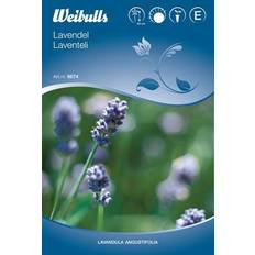 Sommerblomster Weibulls Lavendel