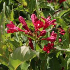 Weigela