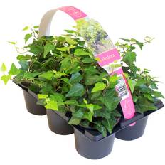 Efeu Hedera 6pcs