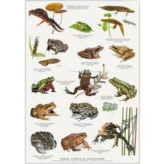 Koustrup & Co. Frogs, Toads and Salamanders Plakat 21x29.7cm