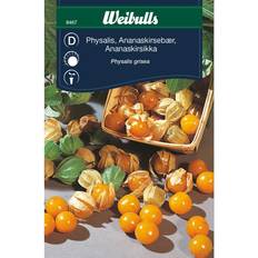 Frugt- & Bærfrø Weibulls Physalis Grisea