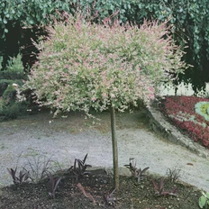 Prydbuske Japansk Pil - Salix Nishiki