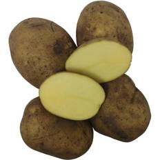 Bygxtra Hamlet Læggekartofler 1,5 Kg. Tidlig