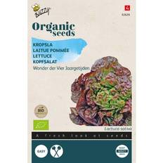 Grøntsagsfrø Buzzy Organic hovedsalat Merveille des 4 frø