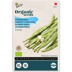 Grøntsagsfrø Buzzy Organic pralbønne Emergo White økologiske frø