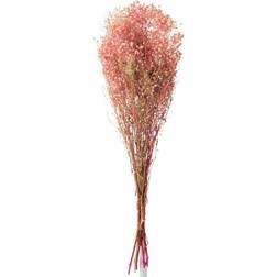 J-line Tørrede blomster, Gypsophila pink