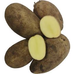 Darling Læggekartofler 1,5 Kg. Middel