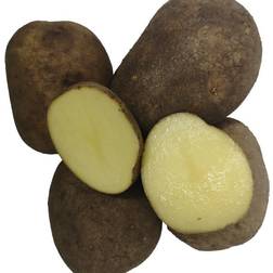 Bygxtra Hansa Læggekartofler 1,5 Kg. Sen