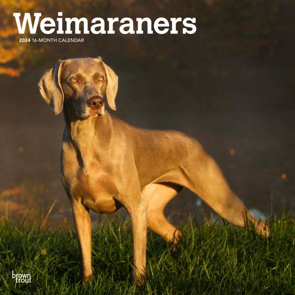 Brown Trout Weimaraners Calendar 2024 • Se priser