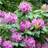 Rhododendron Roseum Elegance