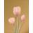 Vissevasse Tulips Amber Plakat 30x40cm