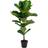 House Nordic Fiddle Fig Kunstig plante