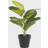 Dkd Home Decor Dekorativ plante Sort Grøn PVC PP (25 x 25 x 30 cm) Dekorationsfigur